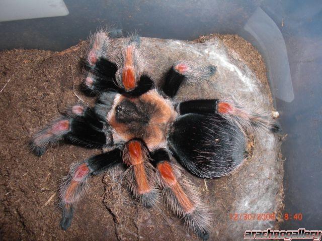 Brachypelma Baumgarteni???