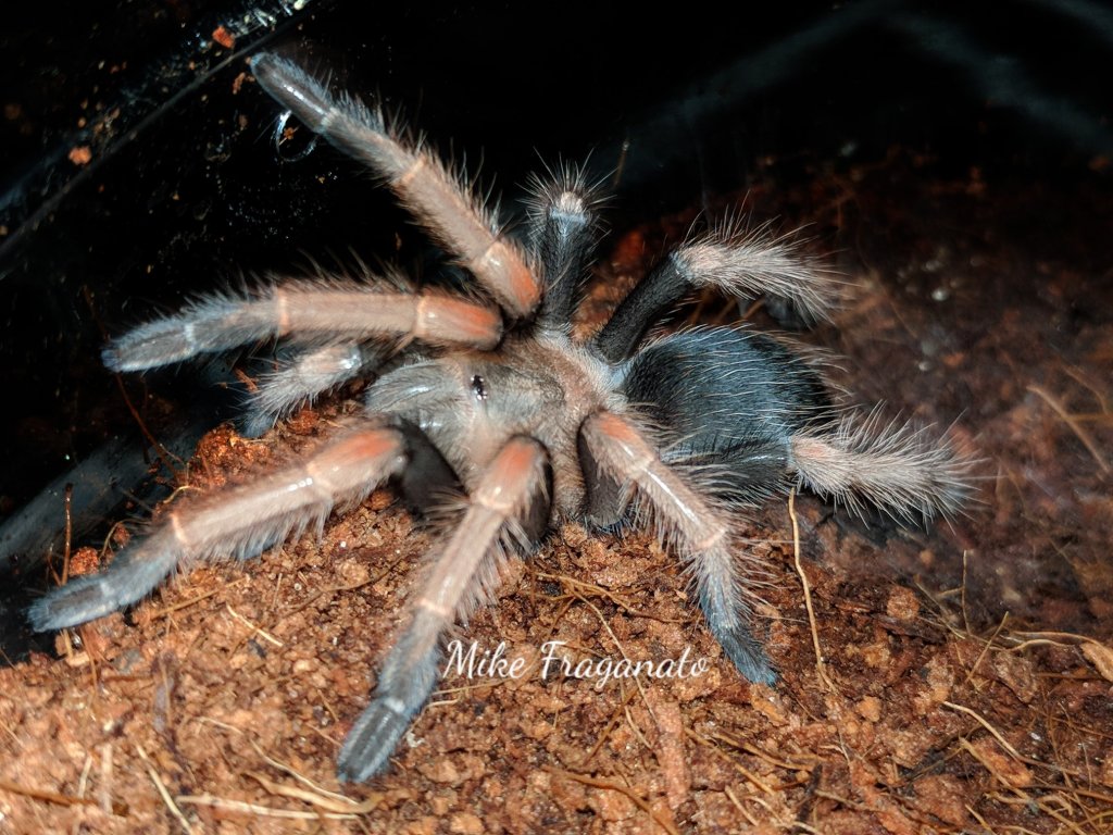 Brachypelma baumgarteni