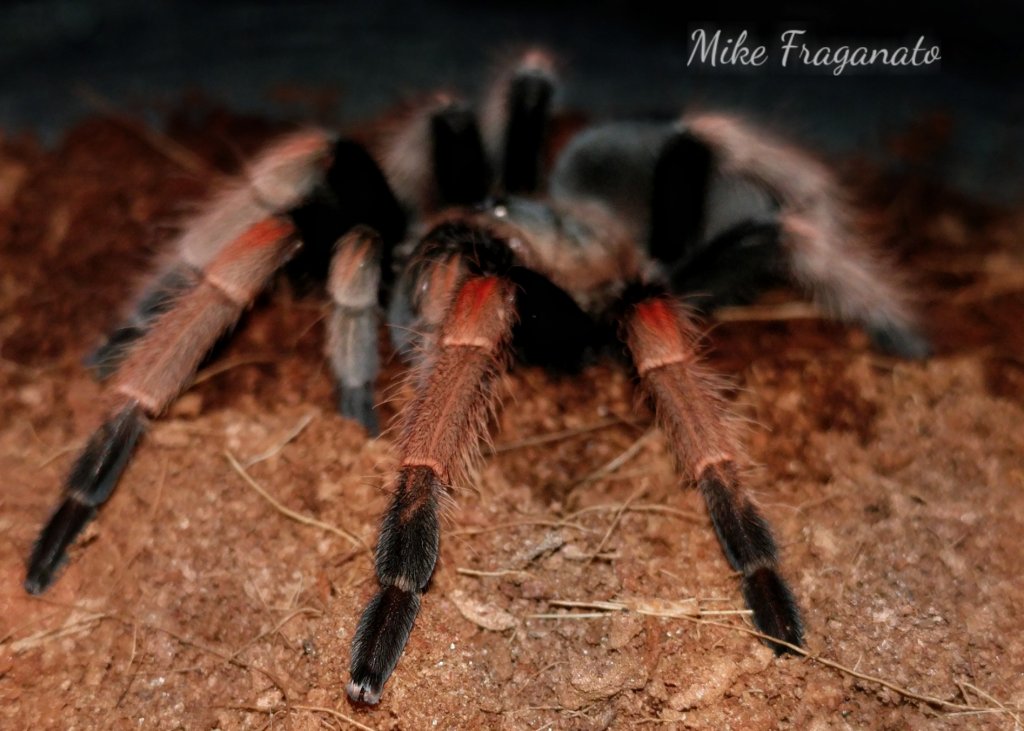 Brachypelma baumgarteni