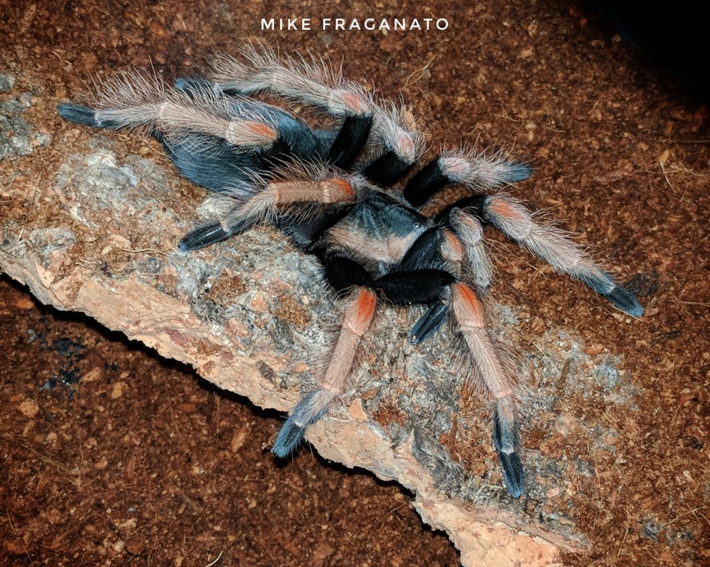 Brachypelma baumgarteni