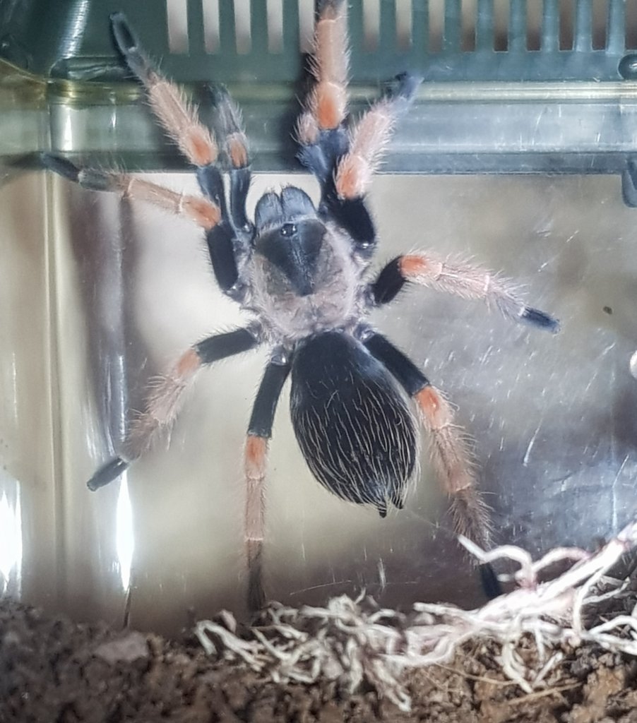 Brachypelma Baumgarteni