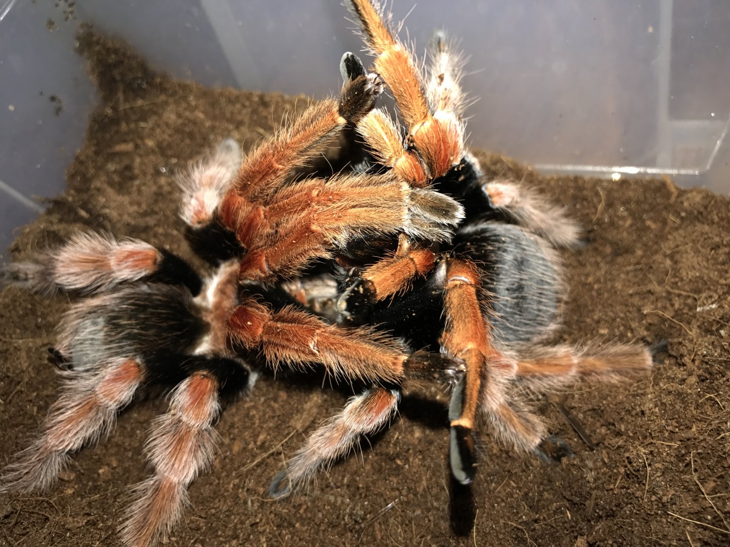 Brachypelma boeheime pair