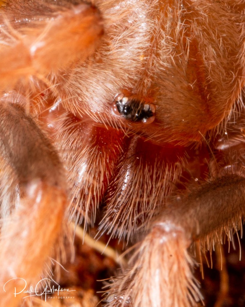 Brachypelma boehmei 1" sling