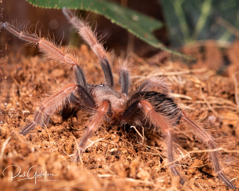 Brachypelma boehmei 1" sling