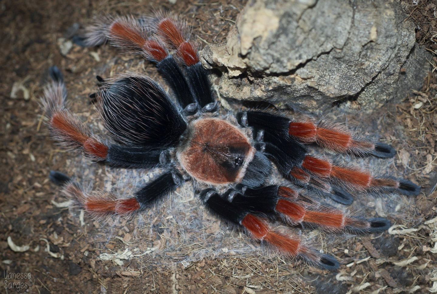 Brachypelma boehmei Adult Female - 5"+