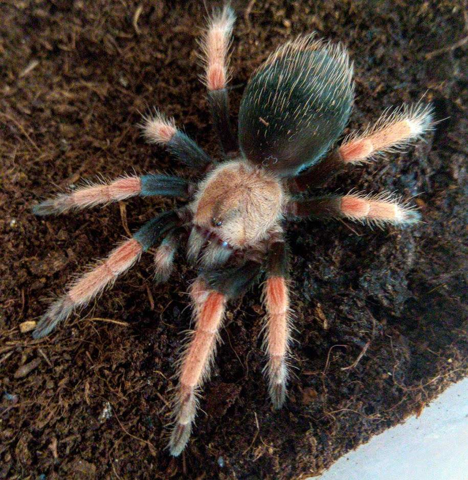 Brachypelma Boehmei, female