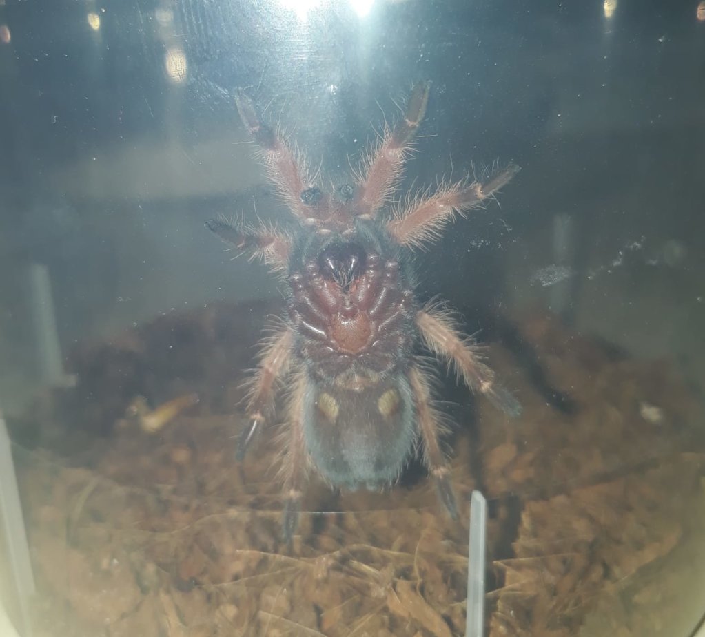 Brachypelma boehmei L7-8