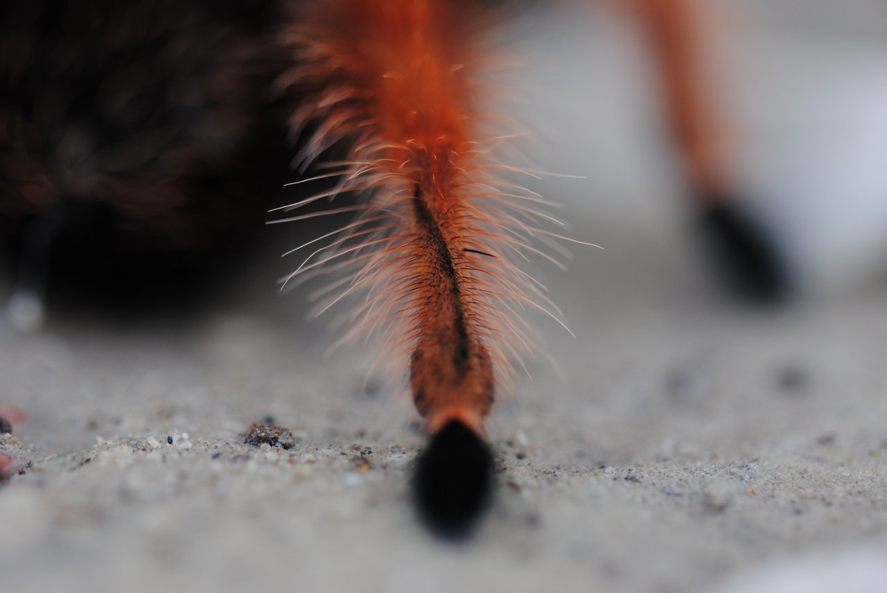 Brachypelma boehmei - Leg IV Metatarsal