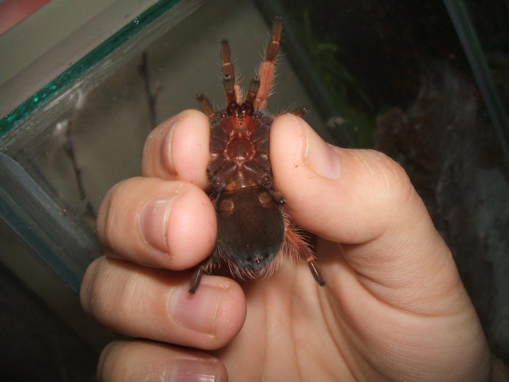 Brachypelma Boehmei Male Or Female