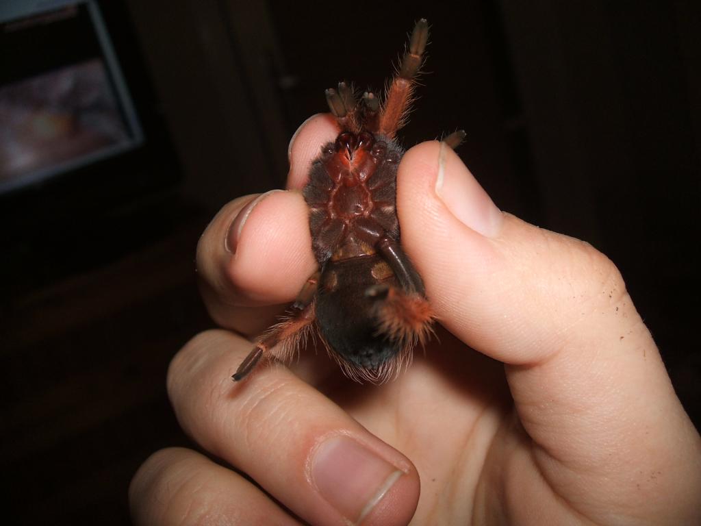 Brachypelma Boehmei Male Or Female