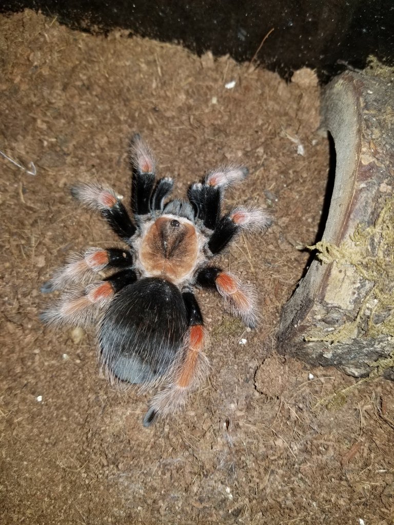 Brachypelma boehmei or Hybrid?