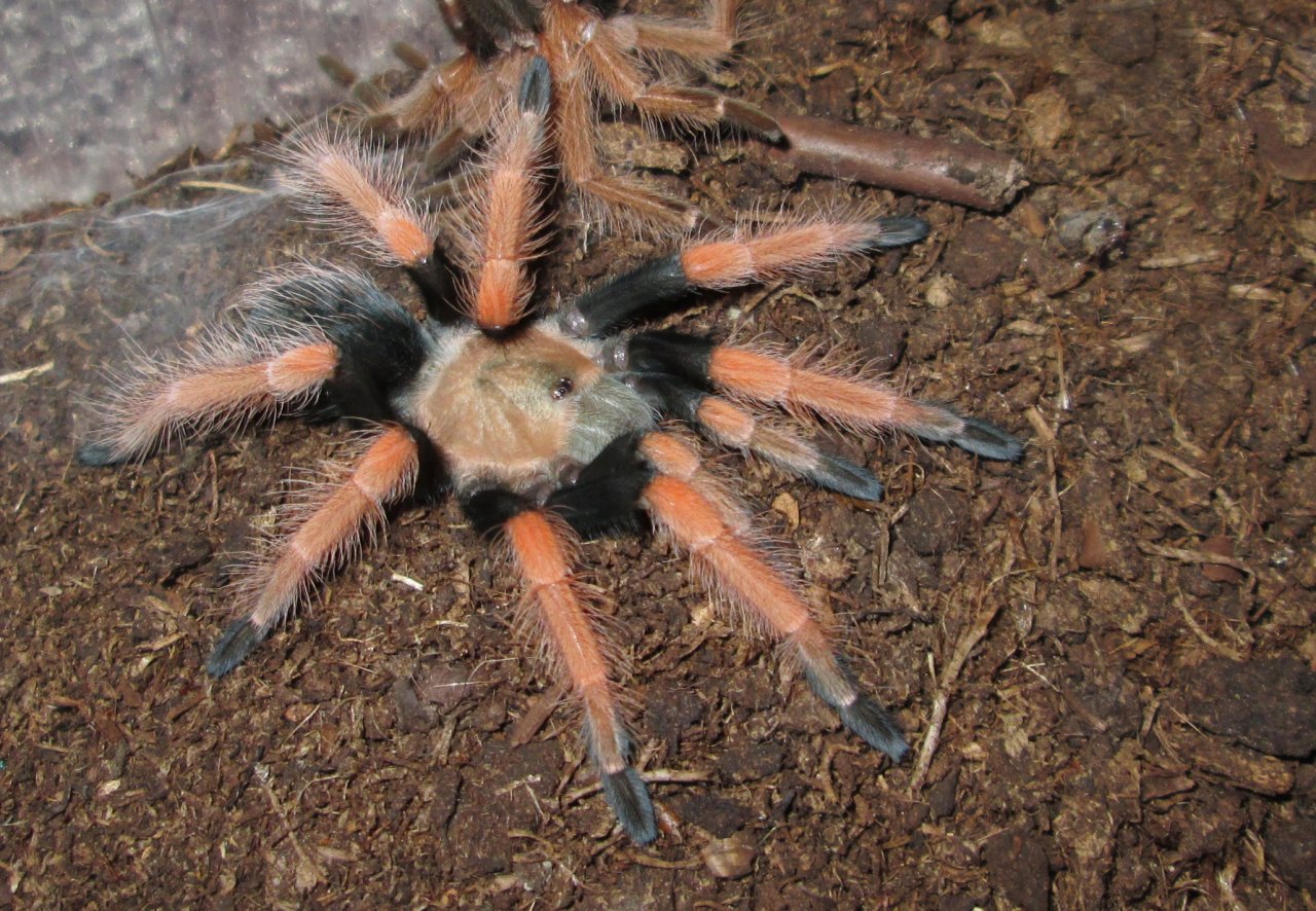 Brachypelma boehmei Schmidt & Klaas, 1993