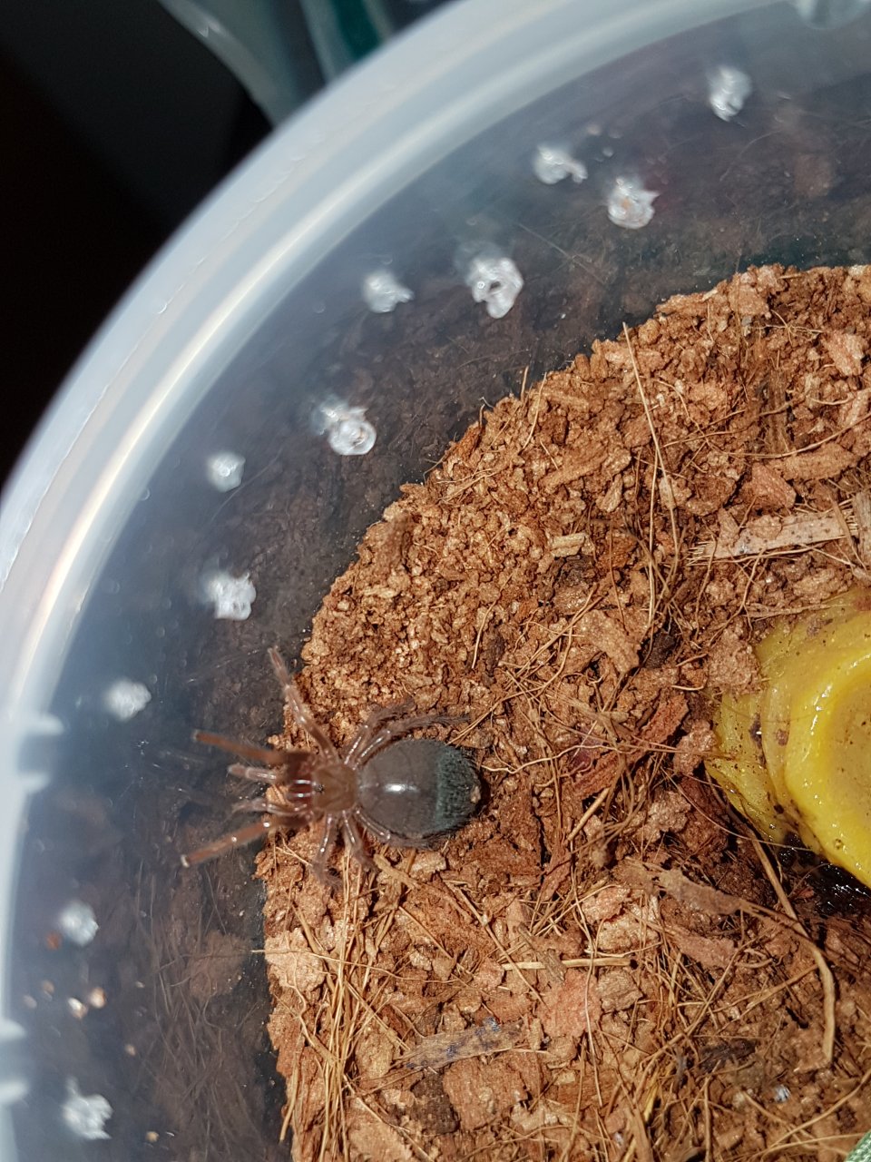 Brachypelma boehmei Sling