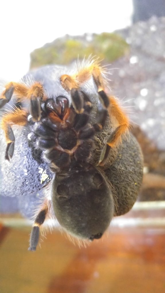 Brachypelma boehmei ventral