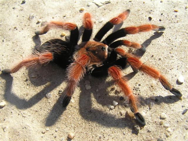 Brachypelma boehmei