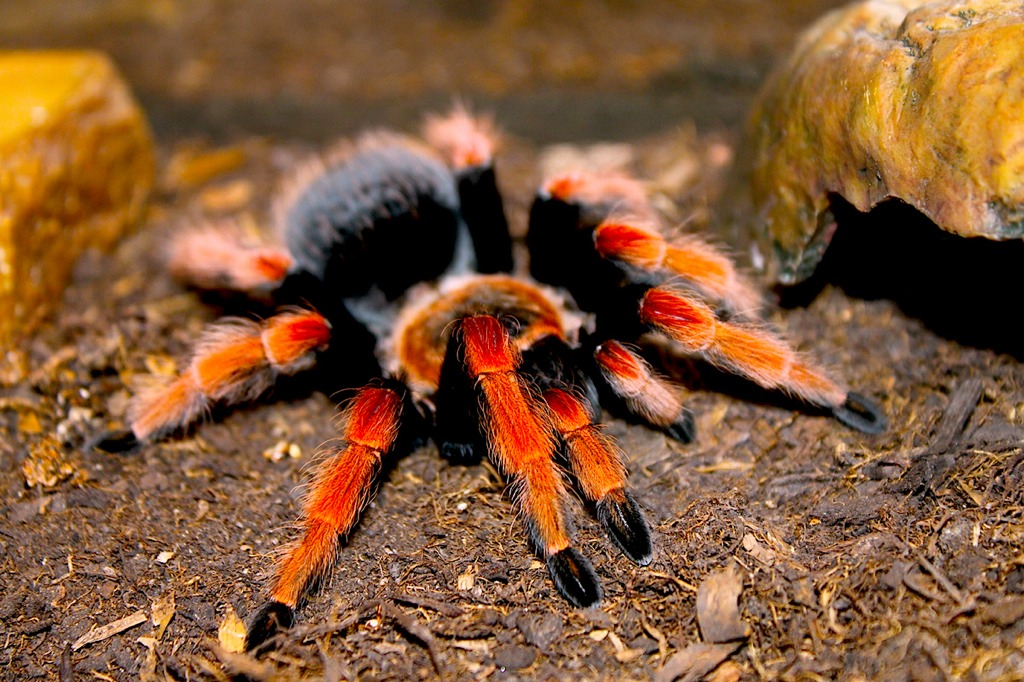 Brachypelma boehmei