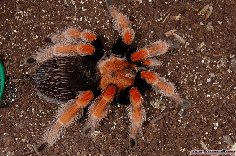 Brachypelma boehmei