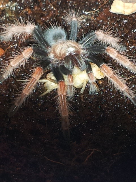 brachypelma boehmei