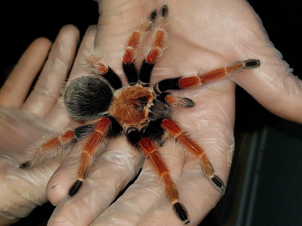 Brachypelma Boehmei