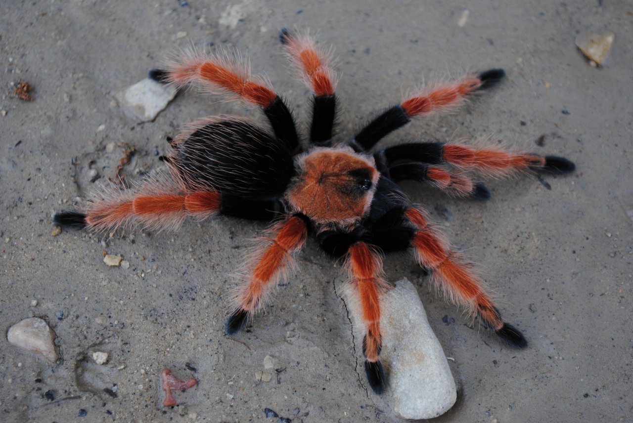 Brachypelma boehmei