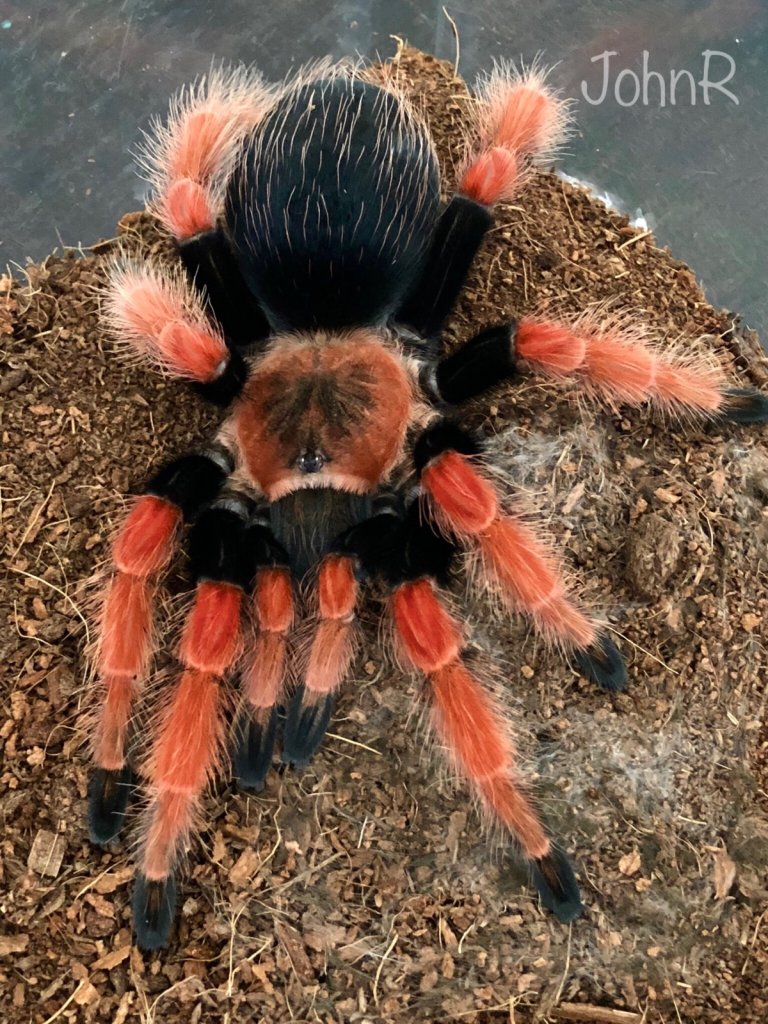 Brachypelma Boehmei