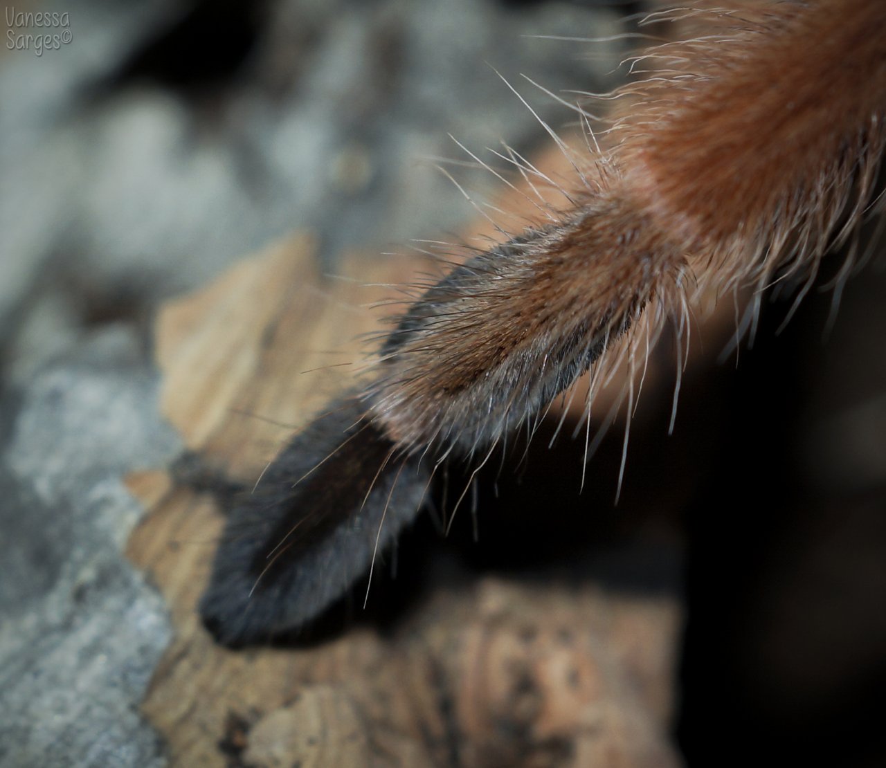 Brachypelma boehmei