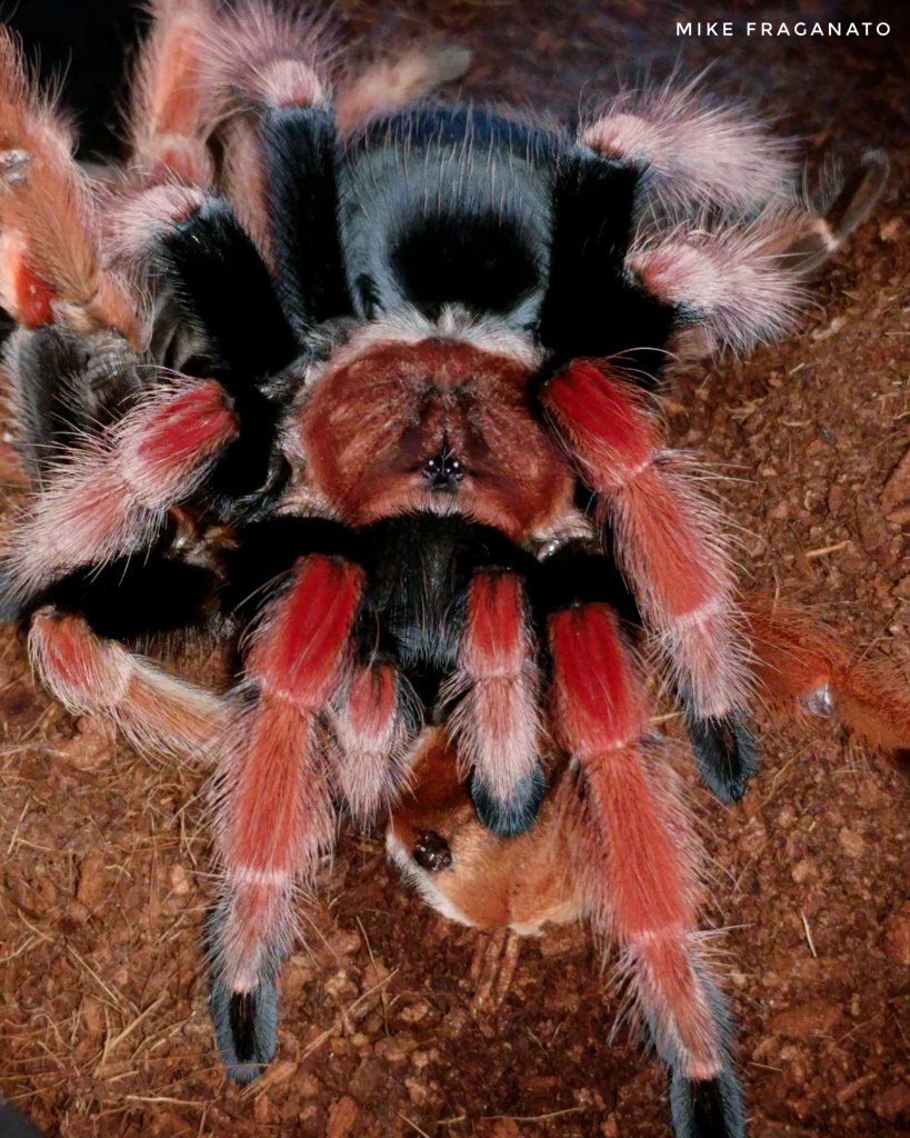 Brachypelma boehmei