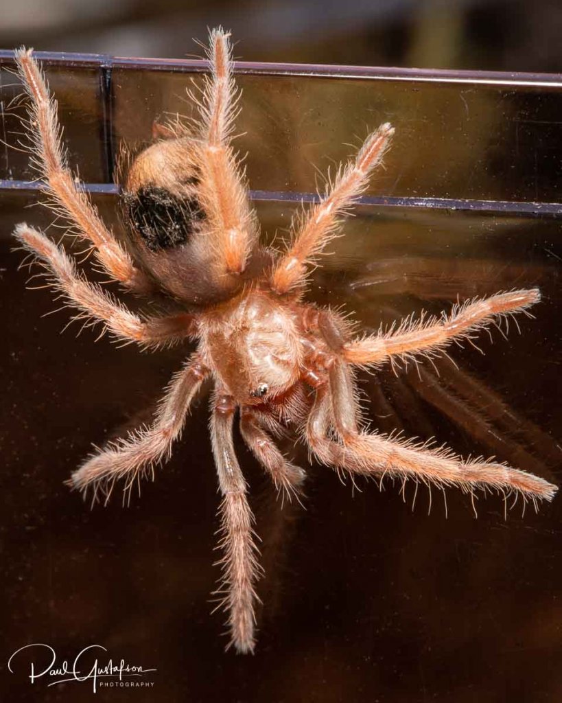 Brachypelma boehmei