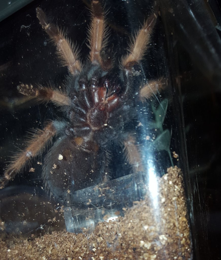 Brachypelma boehmei