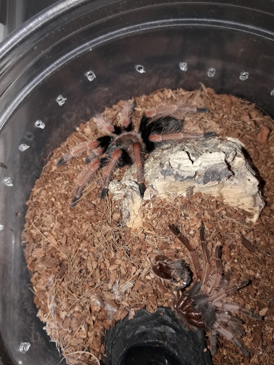 Brachypelma boehmei