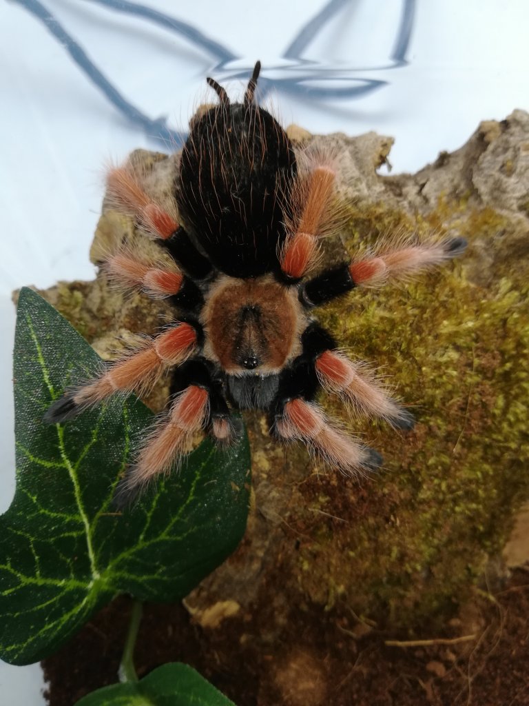 Brachypelma boehmei