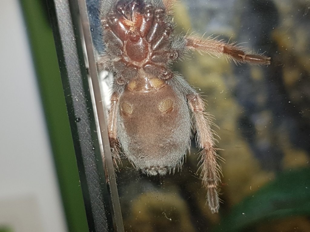 Brachypelma Boehmei