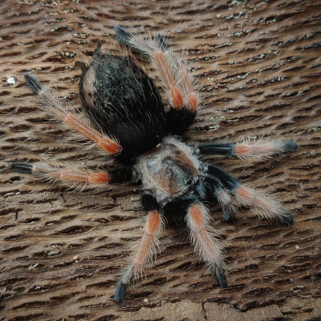 Brachypelma boehmei