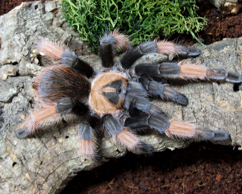 Brachypelma boehmi or emilia?