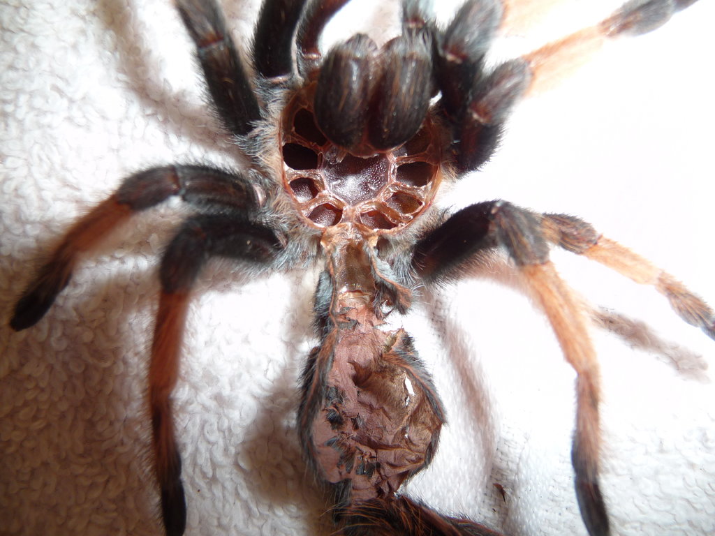 Brachypelma Emilia; DLS 3.75"; Molt Date 7-17-17