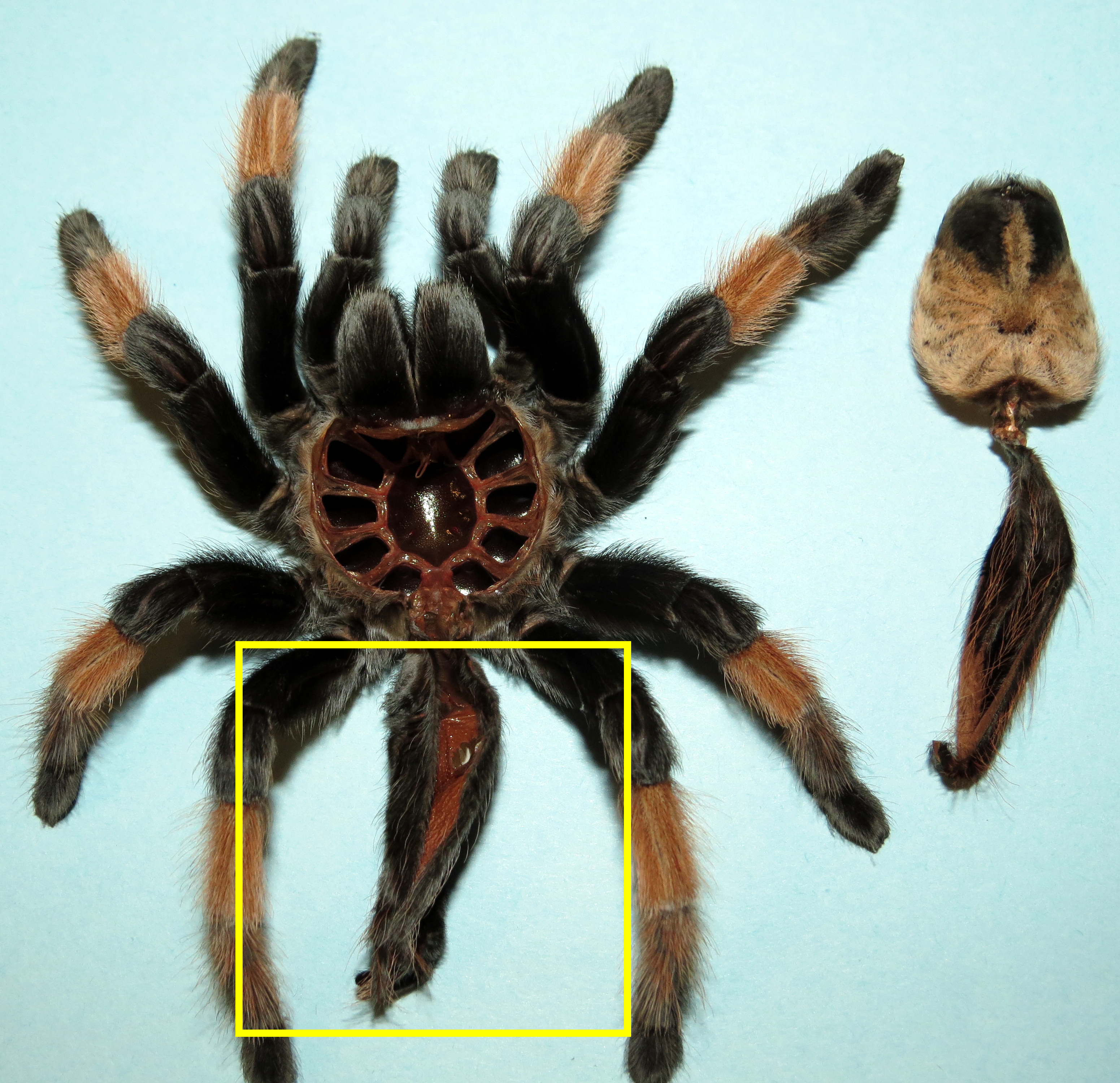 Brachypelma emilia Exuviae [1/3]