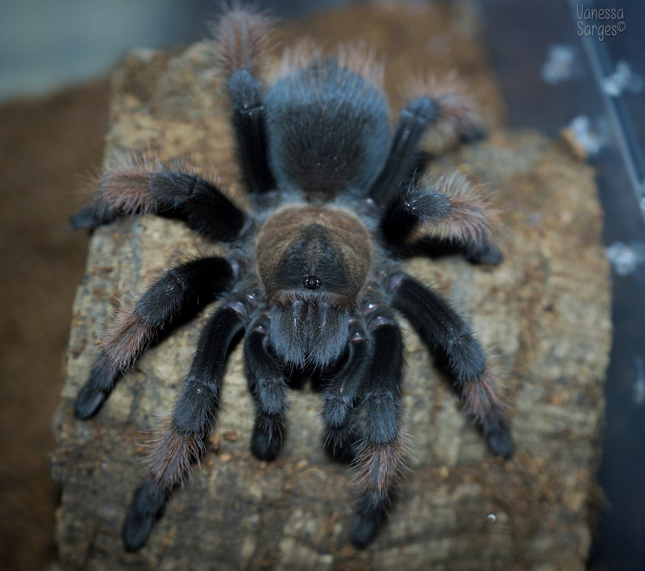 Brachypelma emilia Juvenile Female