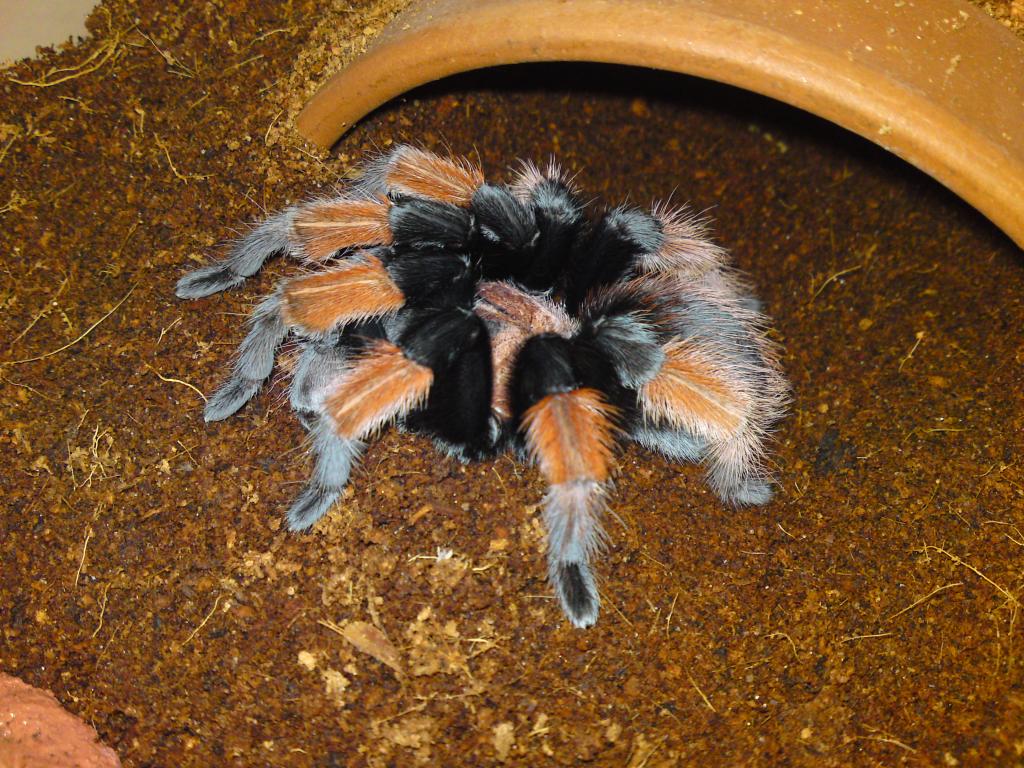 Brachypelma Emilia  (MM)