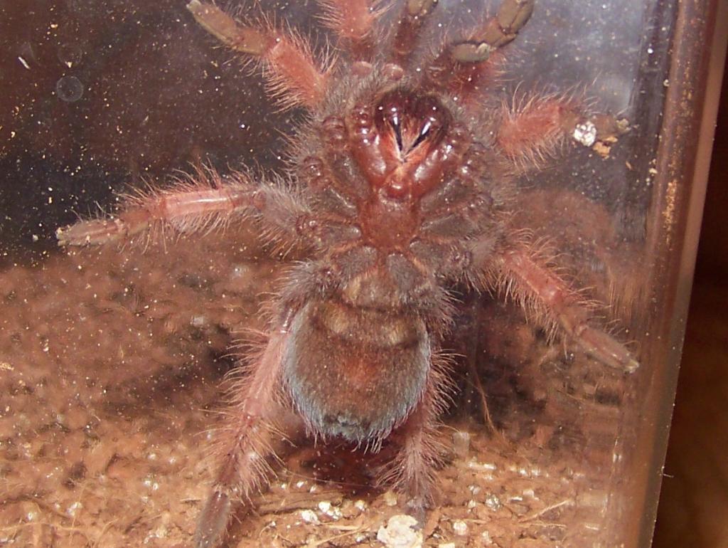 Brachypelma Emilia