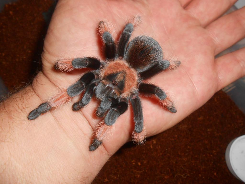 Brachypelma emilia