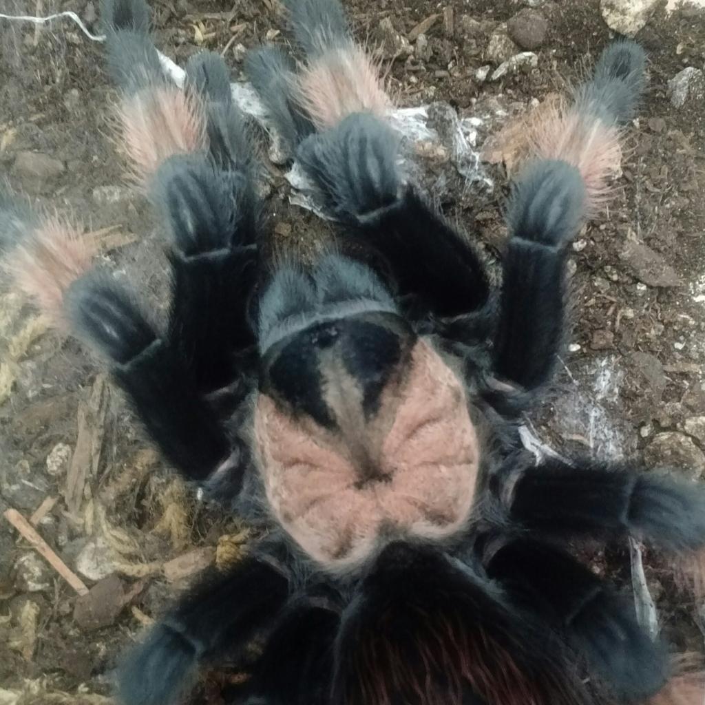 Brachypelma emilia