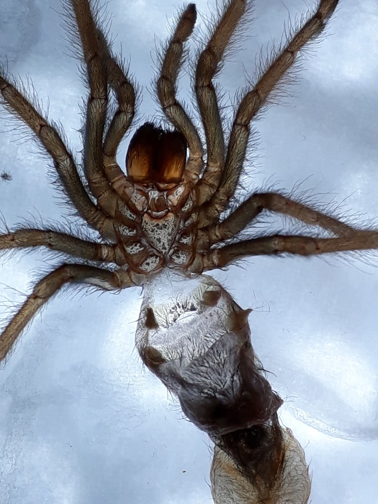 Brachypelma emilia