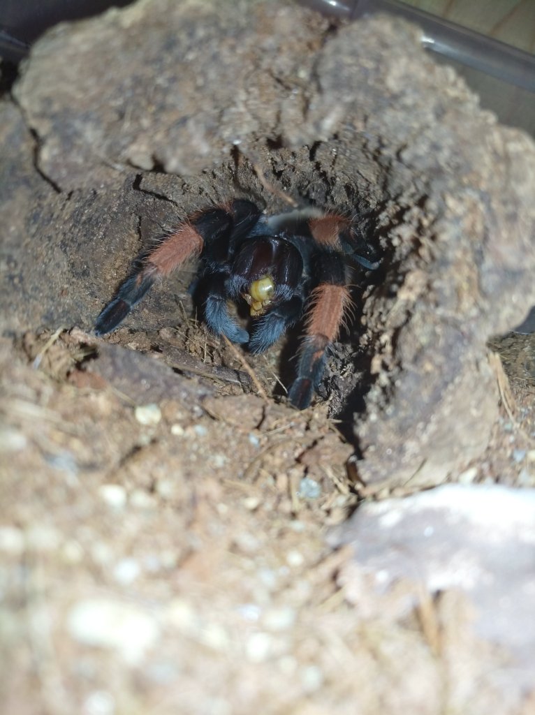 Brachypelma emilia