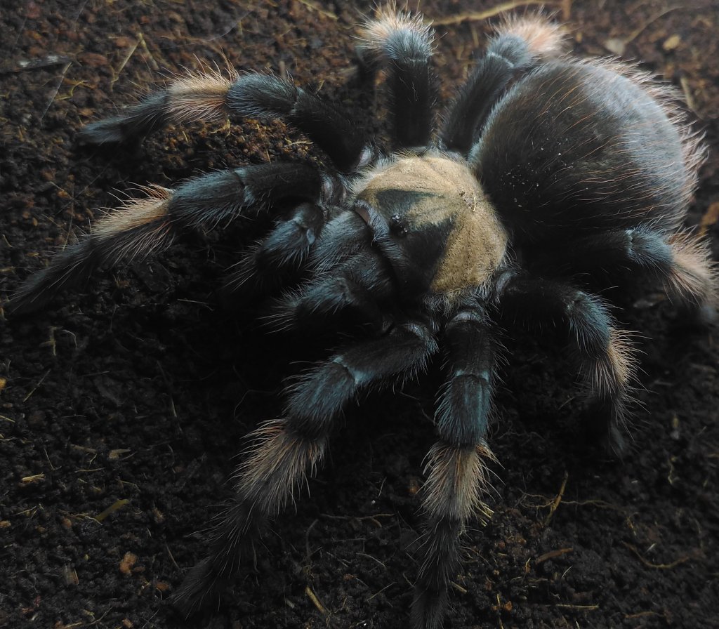 Brachypelma emilia