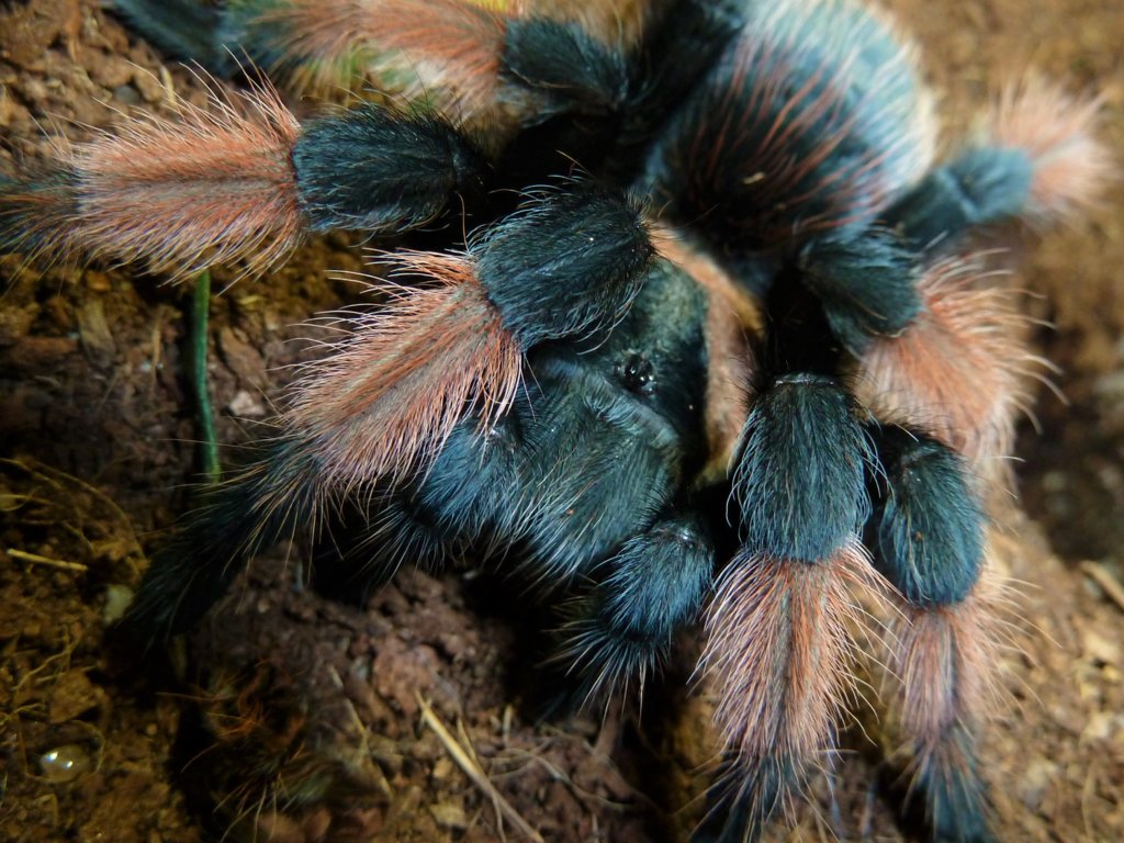 Brachypelma emilia