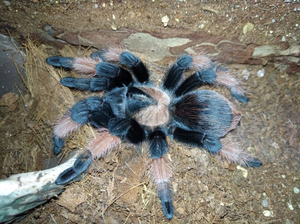 Brachypelma emilia