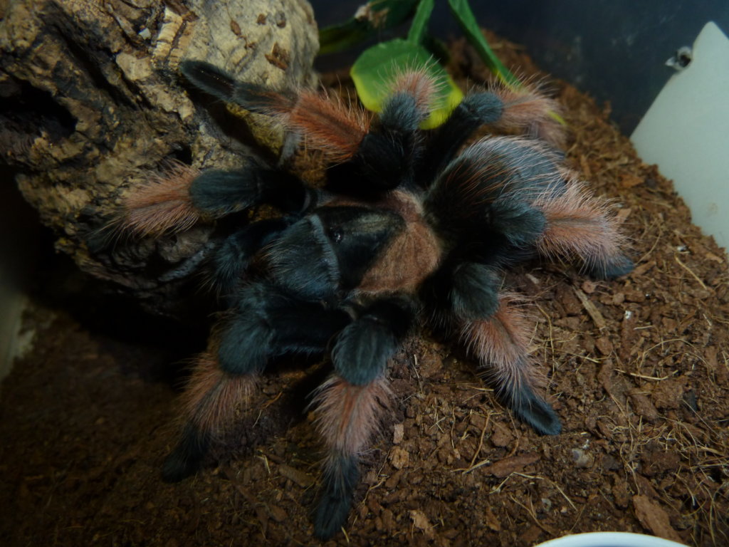 Brachypelma emilia