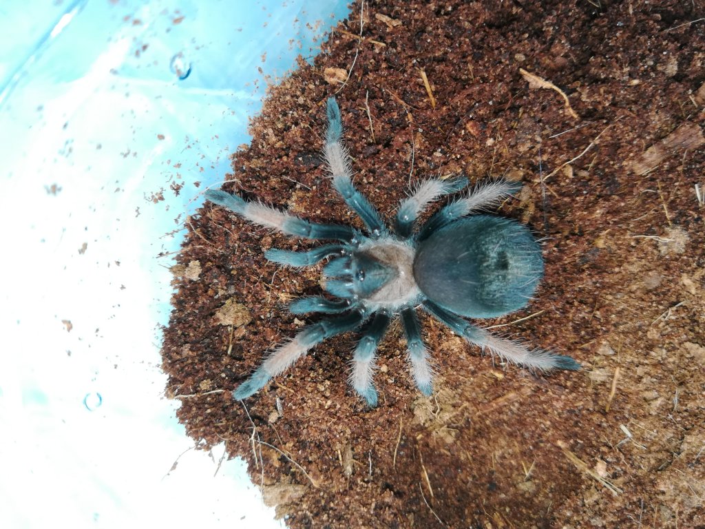 Brachypelma emilia