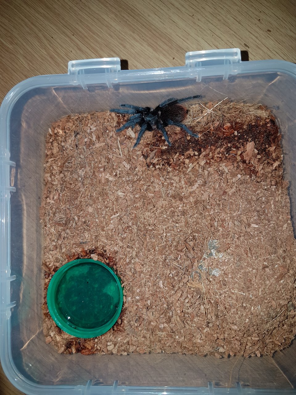 brachypelma epicureanum