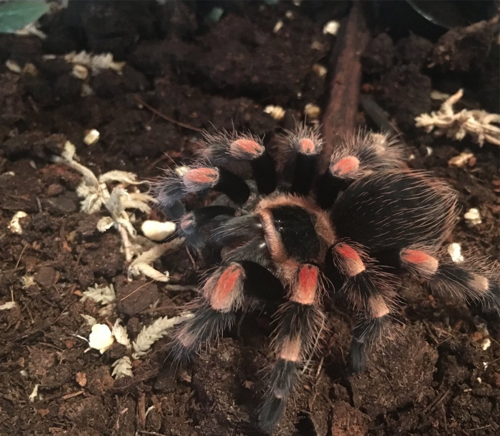 Brachypelma Hamorii <3